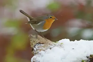 Wijdewormer: European Robin