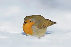 Insectivorous: European Robin