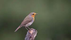 Droplets: European Robin