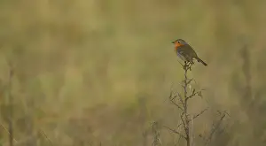 Lentevreugd: European Robin