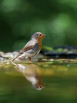 Kiskunsgi: European Robin