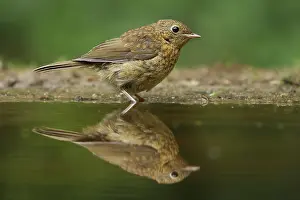Breast: European Robin