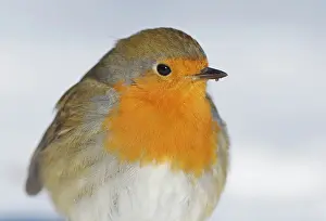 Insectivorous: European Robin