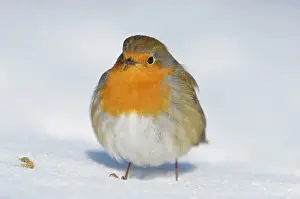 Insectivorous: European Robin