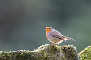 Ashdown: European Robin