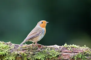 Ashdown: European Robin