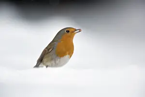 Valkenswaard: European Robin