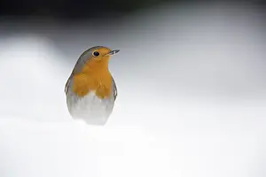 Valkenswaard: European Robin