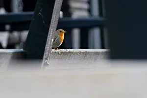 Eindhoven: European Robin