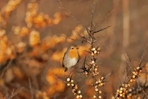 Rhamnoides: European Robin