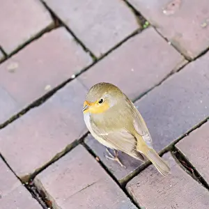 Thrushes: European Robin