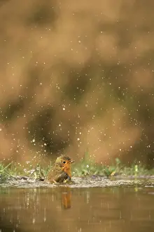 Shower: European Robin