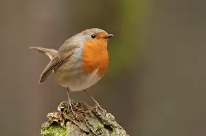 Goois: European Robin