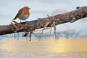 Songird: European Robin