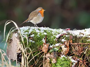 Ackerdijk: European Robin