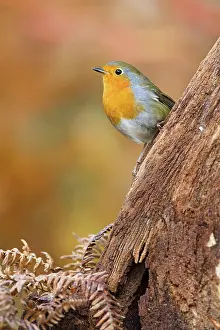 Twente: European Robin