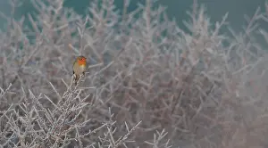 Lentevreugd: European Robin