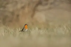 Lentevreugd: European Robin