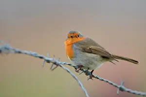 Passeridae: European Robin