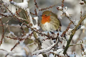 Duinen: European Robin