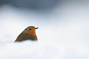Leenderbos: European Robin