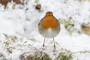 Wijdewormer: European Robin
