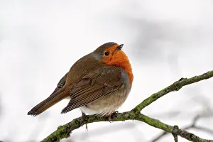 Schoorl: European Robin