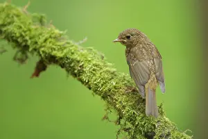 Veluwe: European Robin