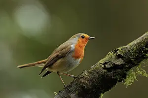 Tranch: European Robin