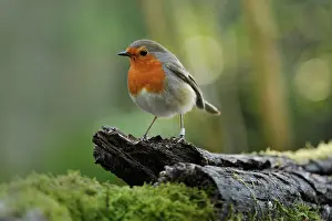 Bokeh: European Robin