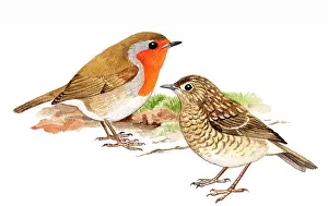 Trushes: European Robin