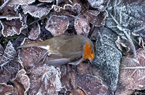 Survival: European Robin