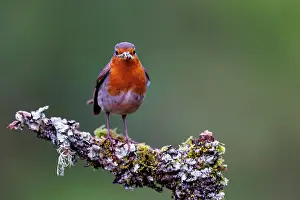 Robin: European Robin