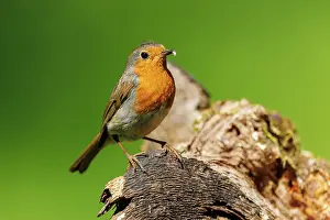 Robin: European Robin