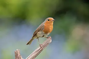 960521: European Robin - Adult