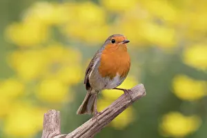 960521: European Robin - Adult