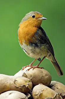 Potatoes: European Robin - adult female - feeds on harvested potatoes