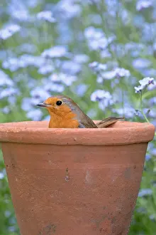 960521: European Robin - Adult with in flower pot with forget-me-not