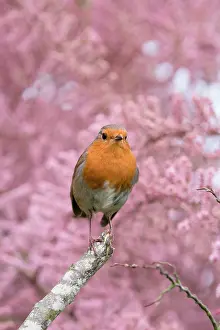 960521: European Robin - Adult with Tamarix