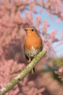 960521: European Robin - Adult with Tamarix