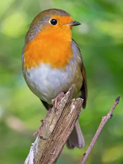 Robin: European Robin - on ash tree branch - UK