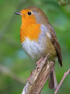 Robin: European Robin - on ash tree branch - UK