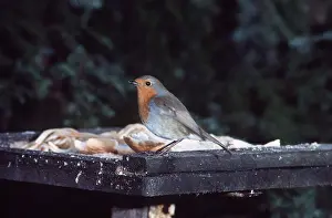 Tables: European ROBIN - at bird table