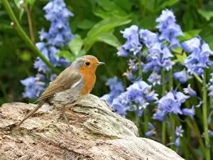 Robin: European robin - with bluebells - Birmingham UK