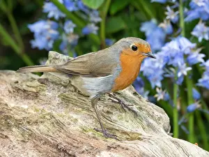Robin: European robin - with bluebells - Birmingham UK
