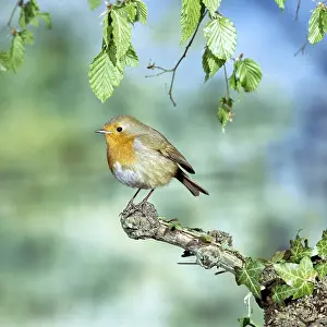 Jack Bailey: European ROBIN - on branch
