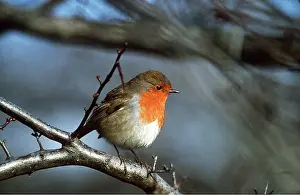 Wolfgang Wagner: European ROBIN - on branch