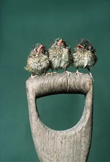 Rows: European ROBIN - three chicks on spade handle