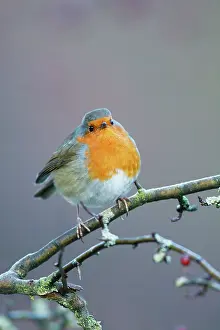 Puffed: European Robin - Close-up showing puffed up breast feathers