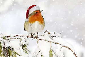 090819: European Robin (Erithacus rubecula), adult, perched